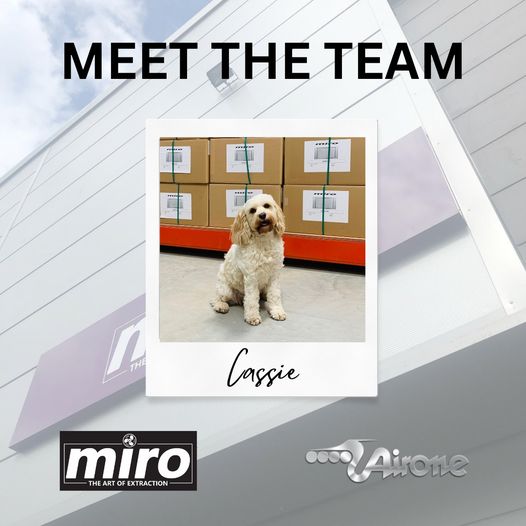 Meet the Team - Cassie the Dog.