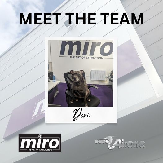 Meet the Team - Dori the Dog