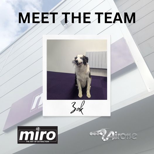 Meet the Team - Zak the Dog.